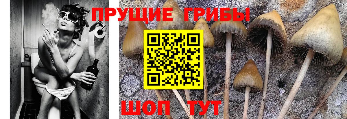 Псилоцибиновые грибы Cubensis Вязники